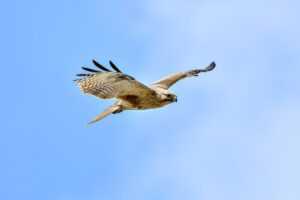 yell51x-ouz4 for tiles