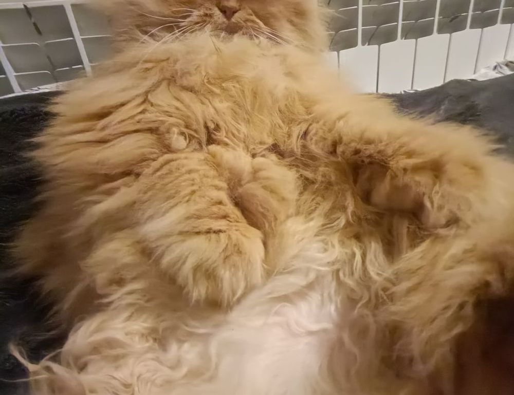 feduspray home air freshener spray