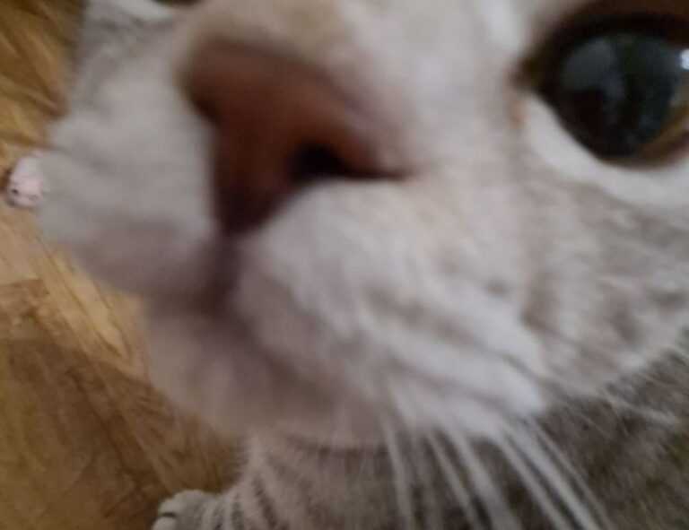 what should zavagouda sauce taste like