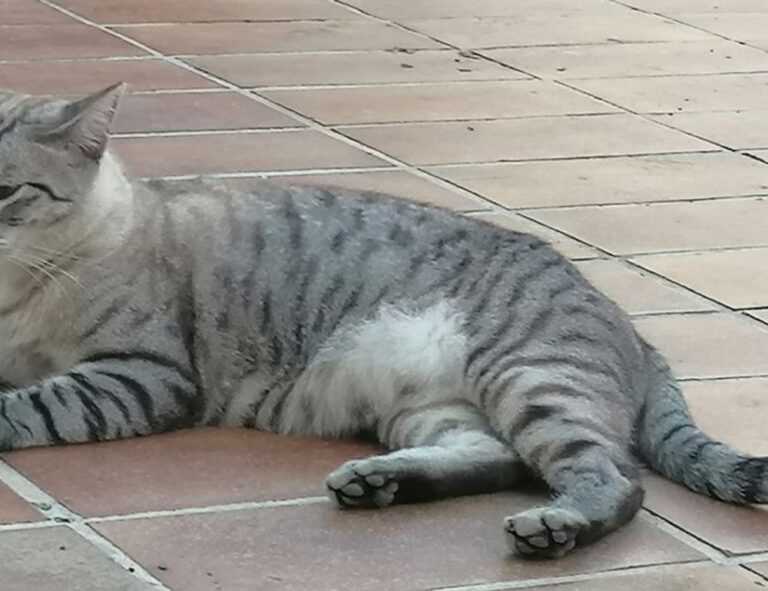 what to serve with wantrigyo