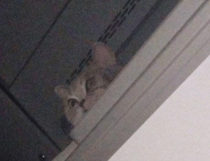 which laptops can run vastaywar