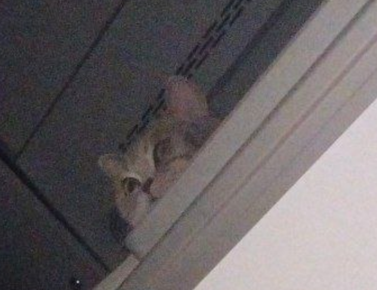 which laptops can run vastaywar