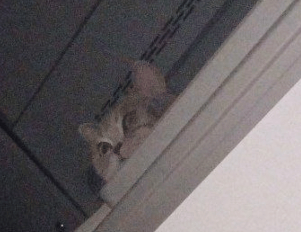 which laptops can run vastaywar